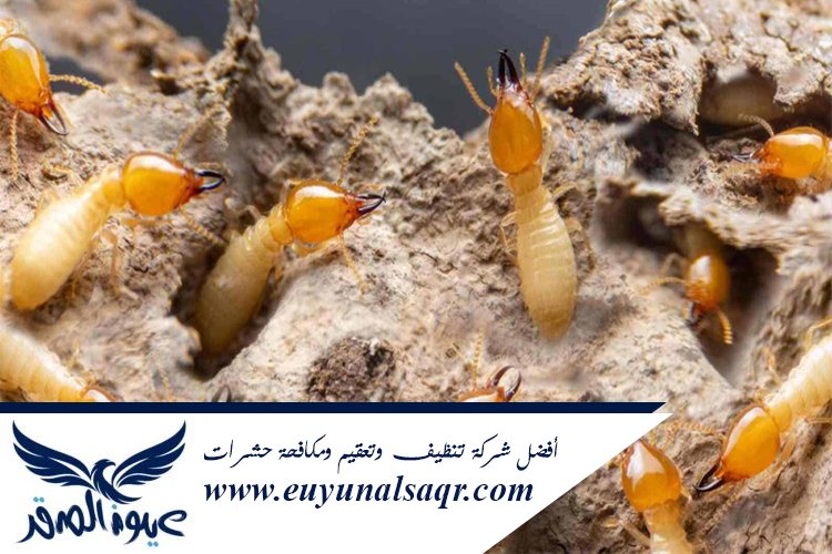 شركة مكافحة النمل الأبيض بالمدينة