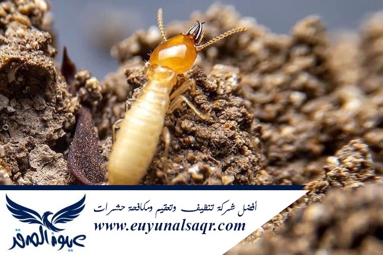 شركة مكافحة النمل الأبيض بالمدينة