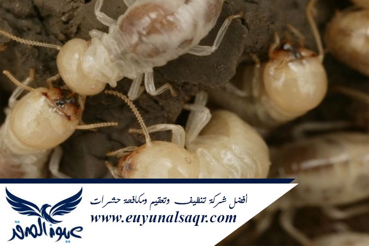 شركة مكافحة النمل الأبيض بالمدينة