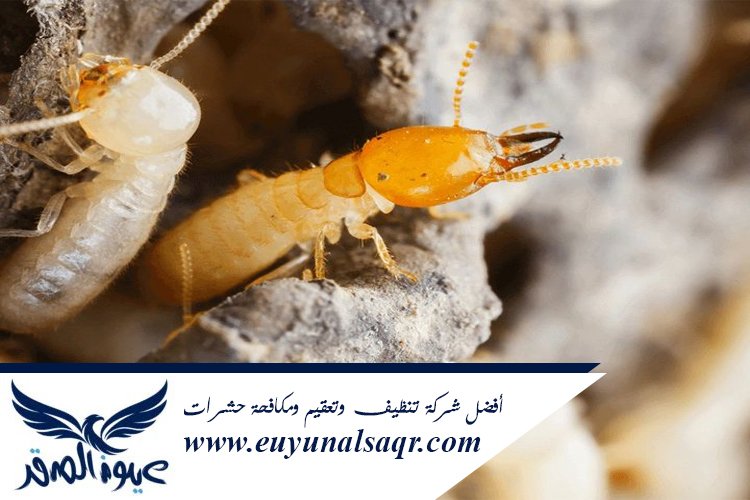 شركة مكافحة النمل الأبيض بالمدينة
