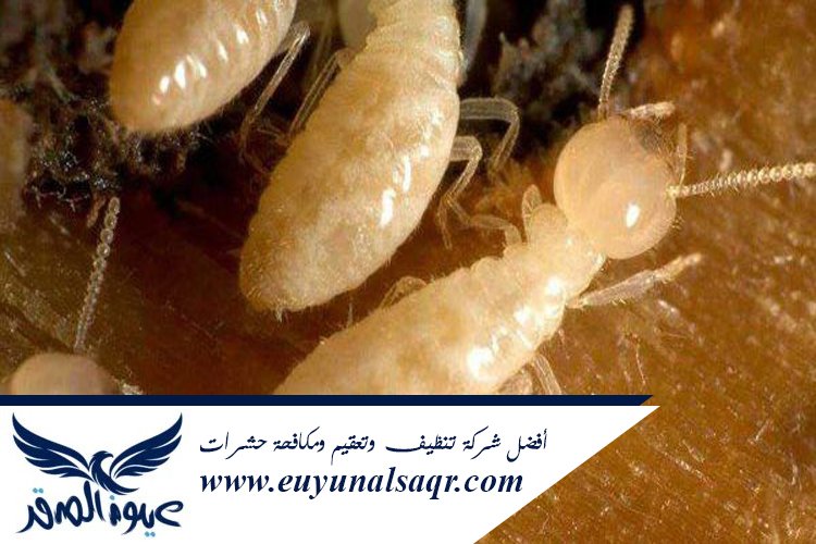 شركة مكافحة العته بالمدينة المنورة