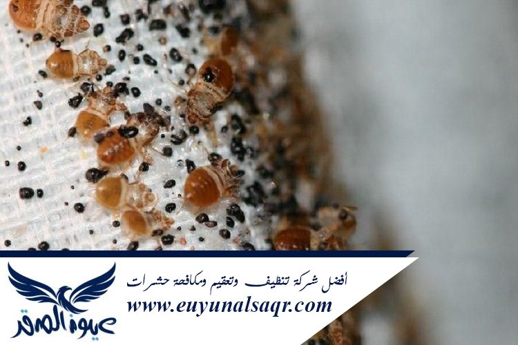 شركة مكافحة بق الفراش بالمدينة المنورة