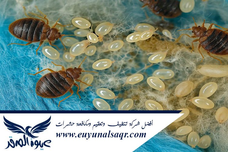 شركة مكافحة بق الفراش بالمدينة المنورة