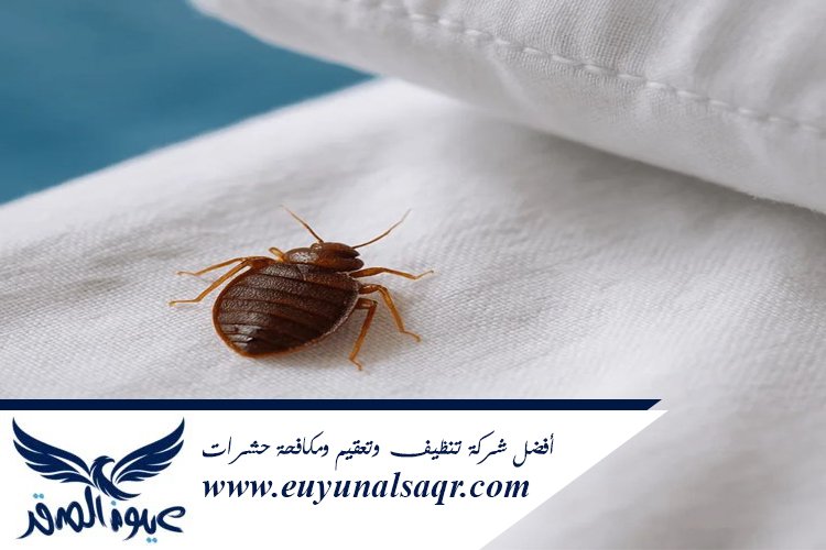 شركة مكافحة بق الفراش بالمدينة المنورة