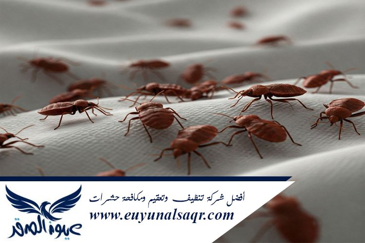 شركة مكافحة بق الفراش بالمدينة المنورة