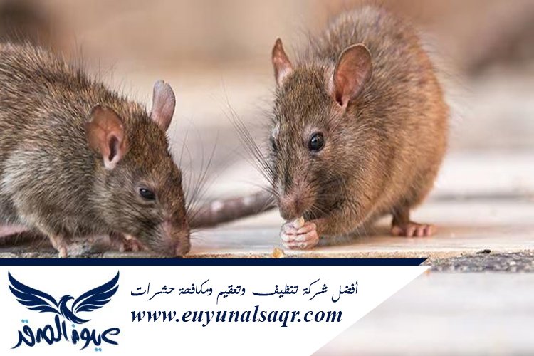 شركات مكافحة الفئران بالمدينة