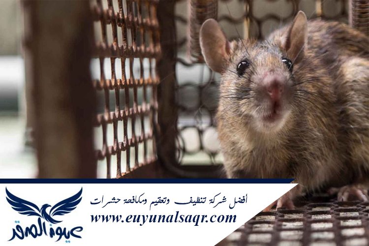 شركات مكافحة الفئران بالمدينة