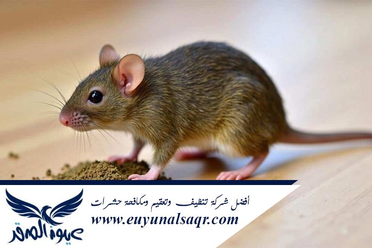شركات مكافحة الفئران بالمدينة