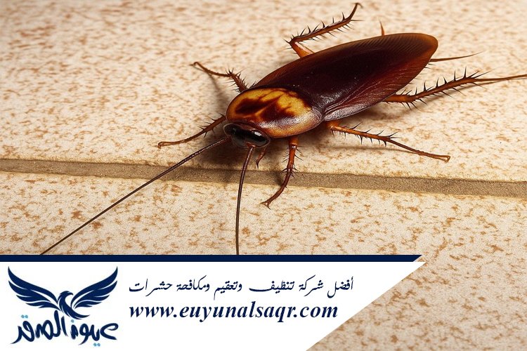 شركة مكافحة الصراصير بالمدينة