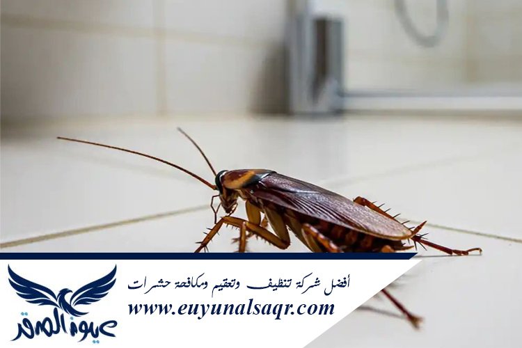 شركة مكافحة الصراصير بالمدينة