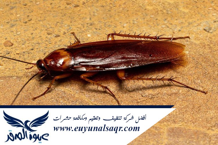 شركة مكافحة الصراصير بالمدينة