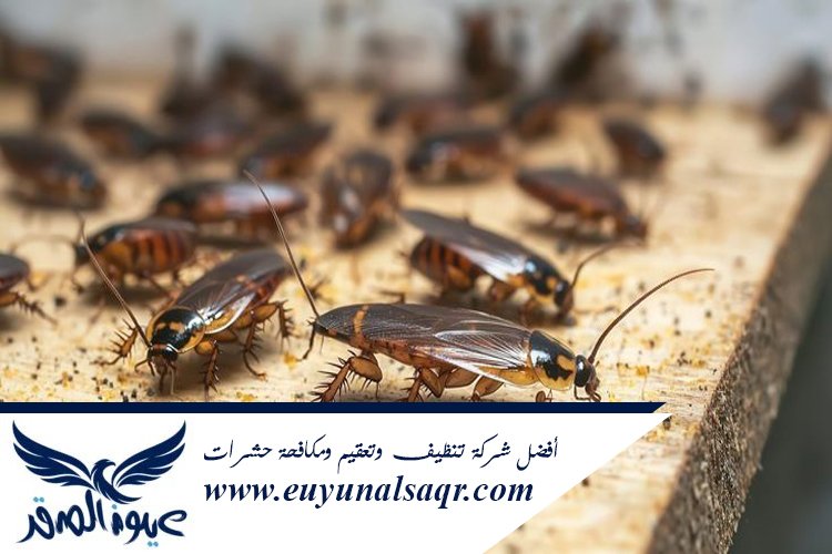 شركة مكافحة الصراصير بالمدينة