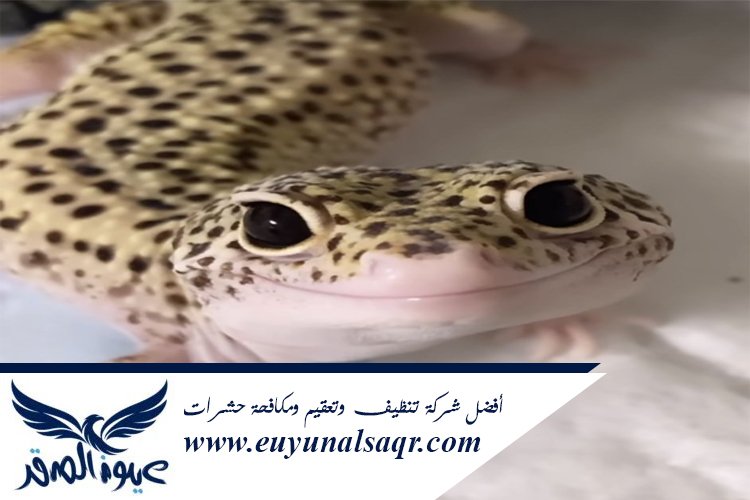 شركة مكافحة الوزغ بالمدينة