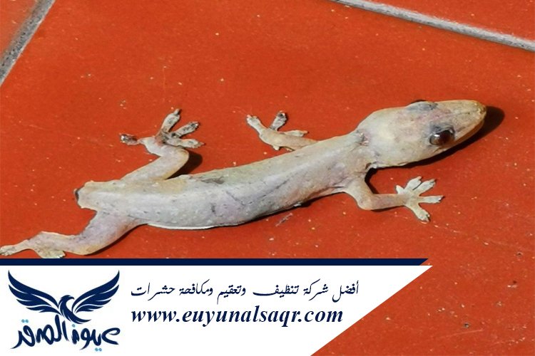 شركة مكافحة الوزغ بالمدينة
