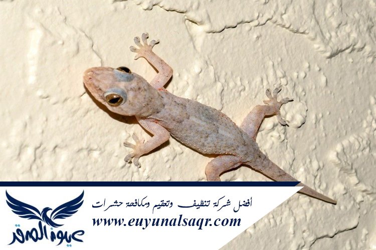 شركة مكافحة الوزغ بالمدينة