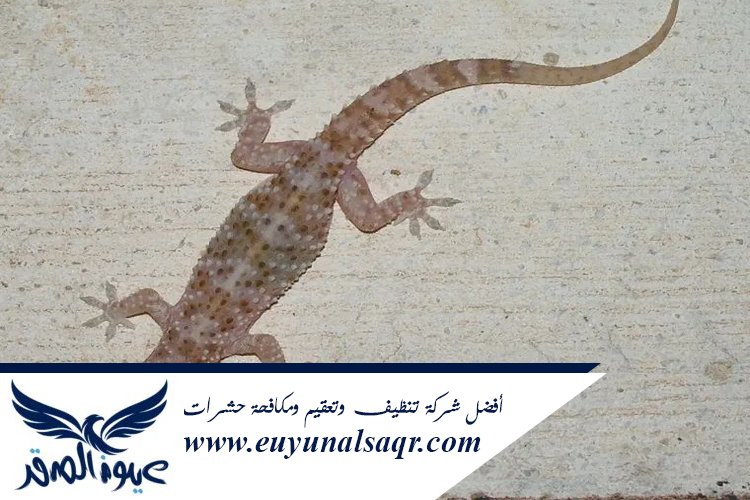 شركة مكافحة الوزغ بالمدينة