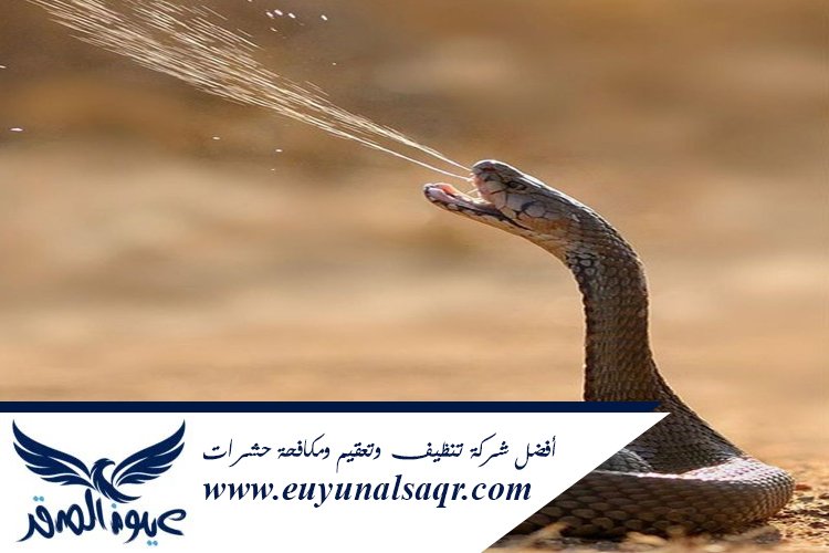 شركة مكافحة الثعابين بالمدينة المنورة