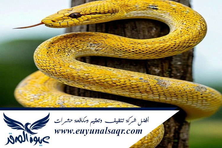 شركة مكافحة الثعابين بالمدينة المنورة