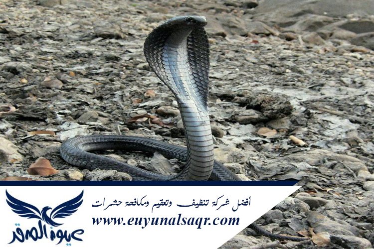 شركة مكافحة الثعابين بالمدينة المنورة