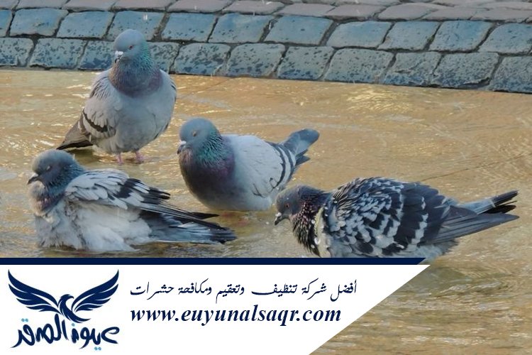 شركة مكافحة الحمام بالمدينة المنورة