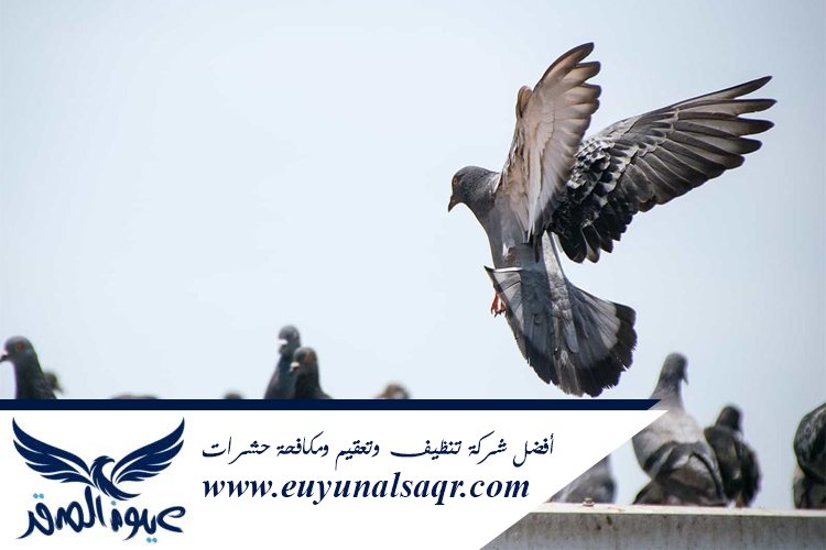 شركة مكافحة الحمام بالمدينة المنورة