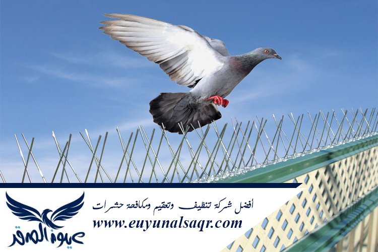 شركة مكافحة الحمام بالمدينة المنورة