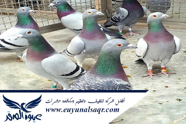شركة مكافحة الحمام بالمدينة المنورة