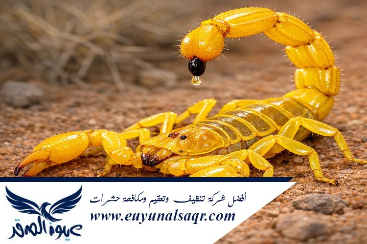 شركة مكافحة العقارب بالمدينة المنورة