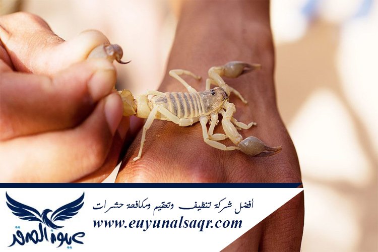 شركة مكافحة العقارب بالمدينة المنورة