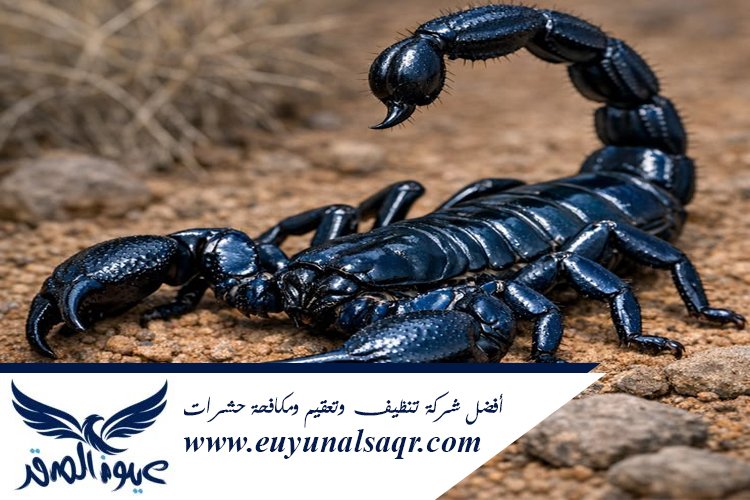 شركة مكافحة العقارب بالمدينة المنورة